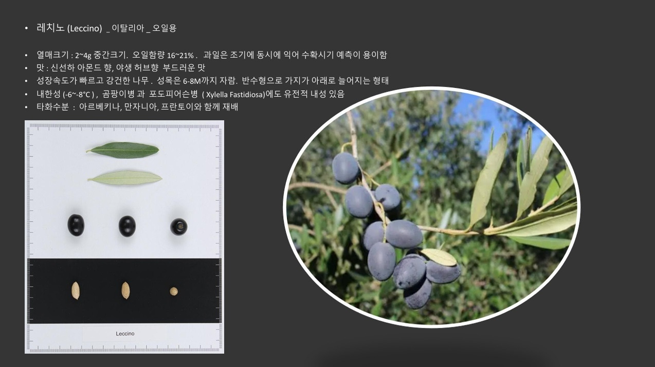 올리브품종-레치노.jpg