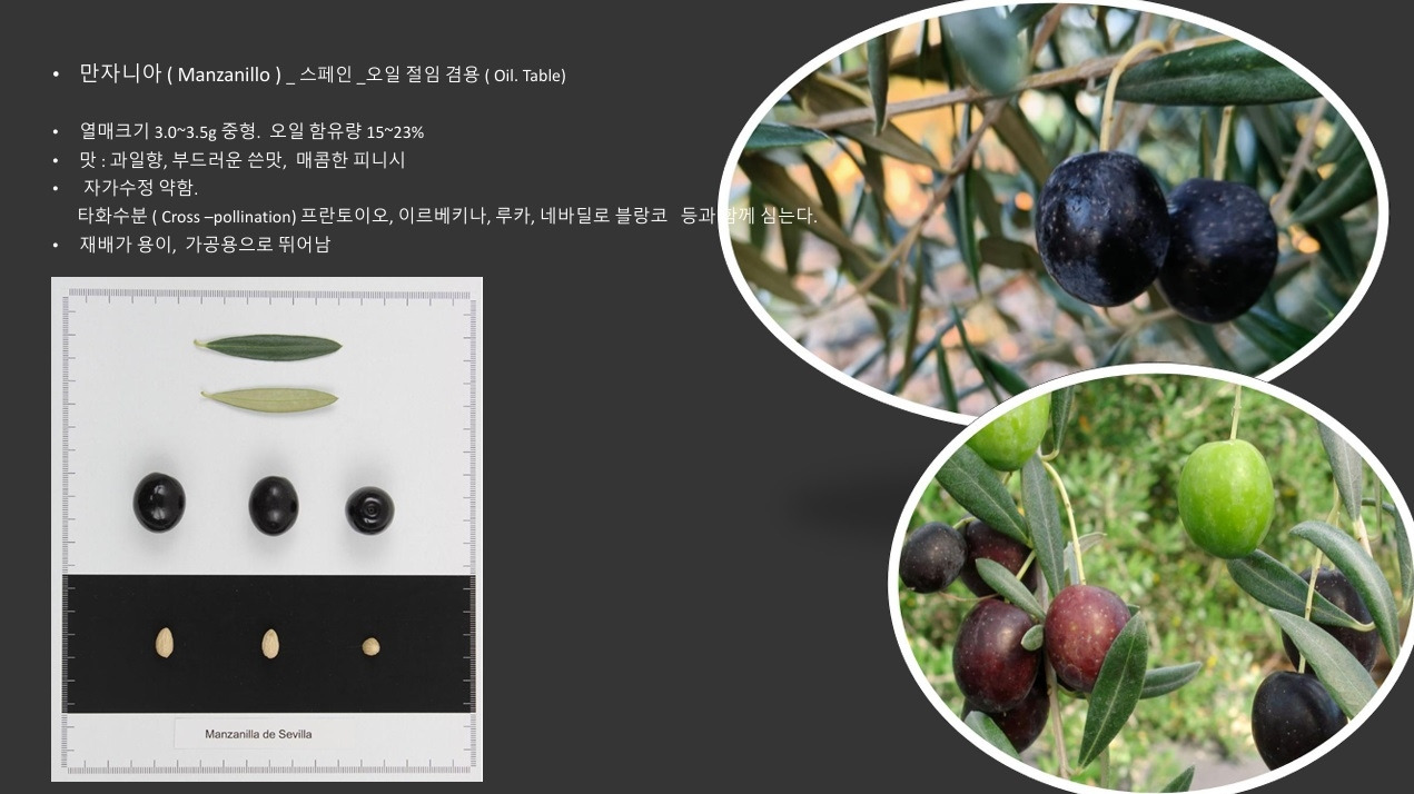 올리브품종-만자니아.jpg