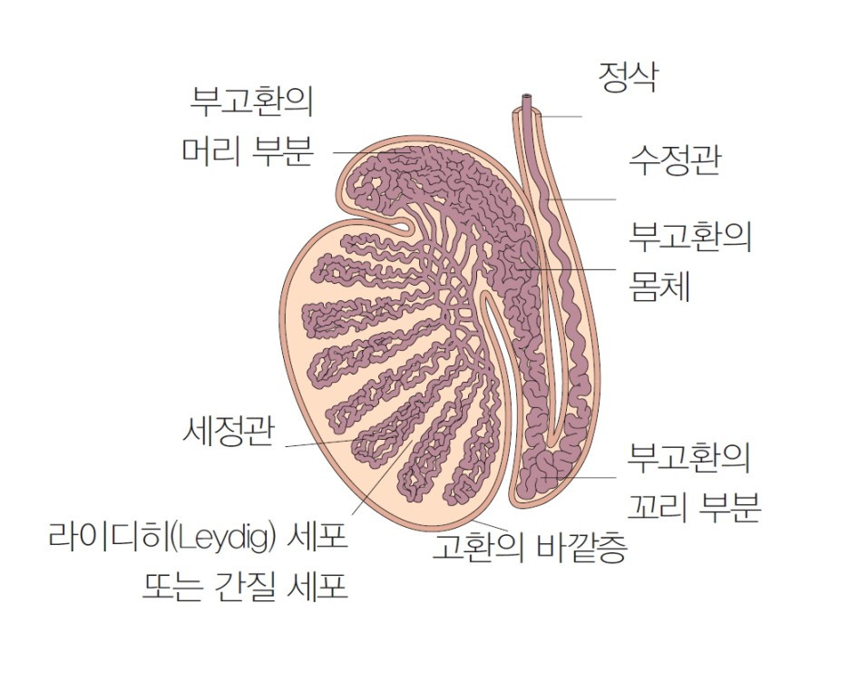 고환의_단면도.jpg