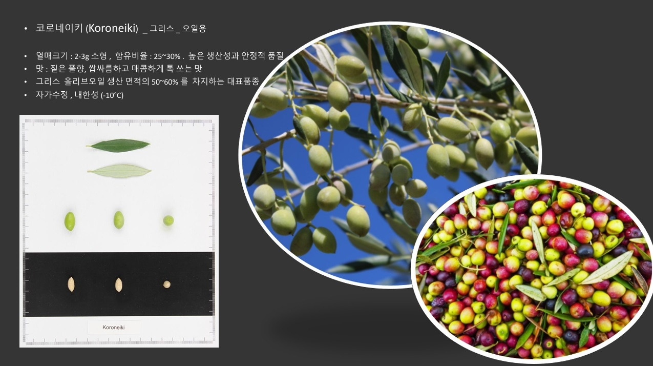 올리브품종-코로네이키.jpg