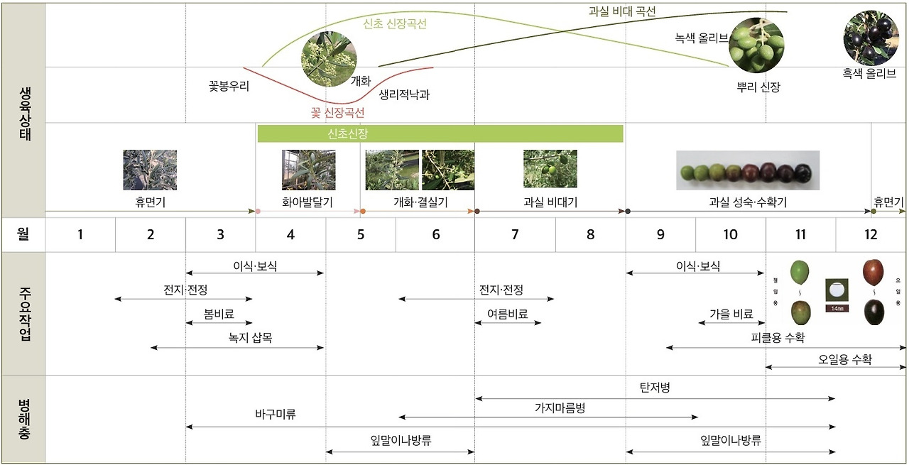 올리브재배력.jpg