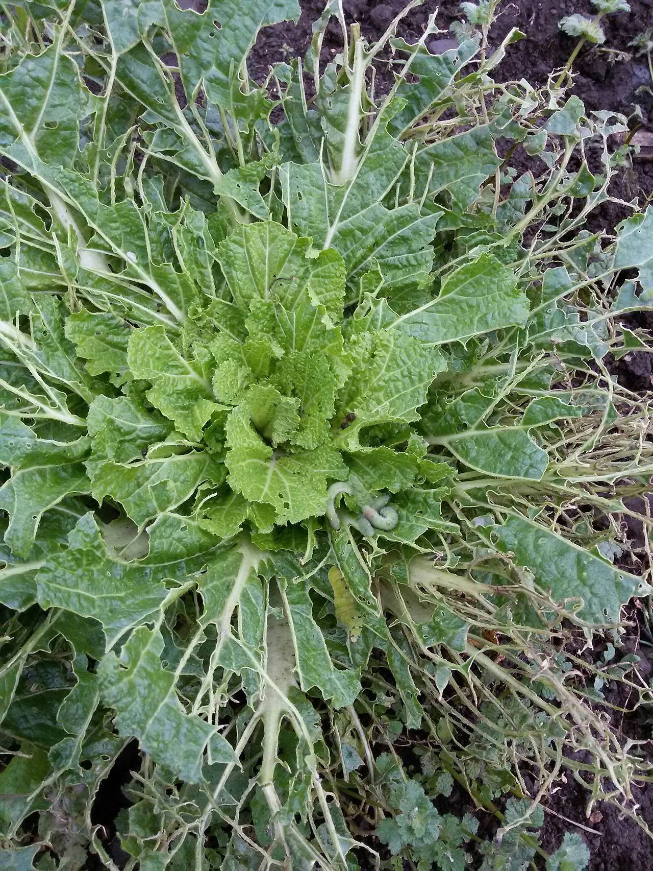 11231820_640085886133069_3791787952878455101_o (1).jpg