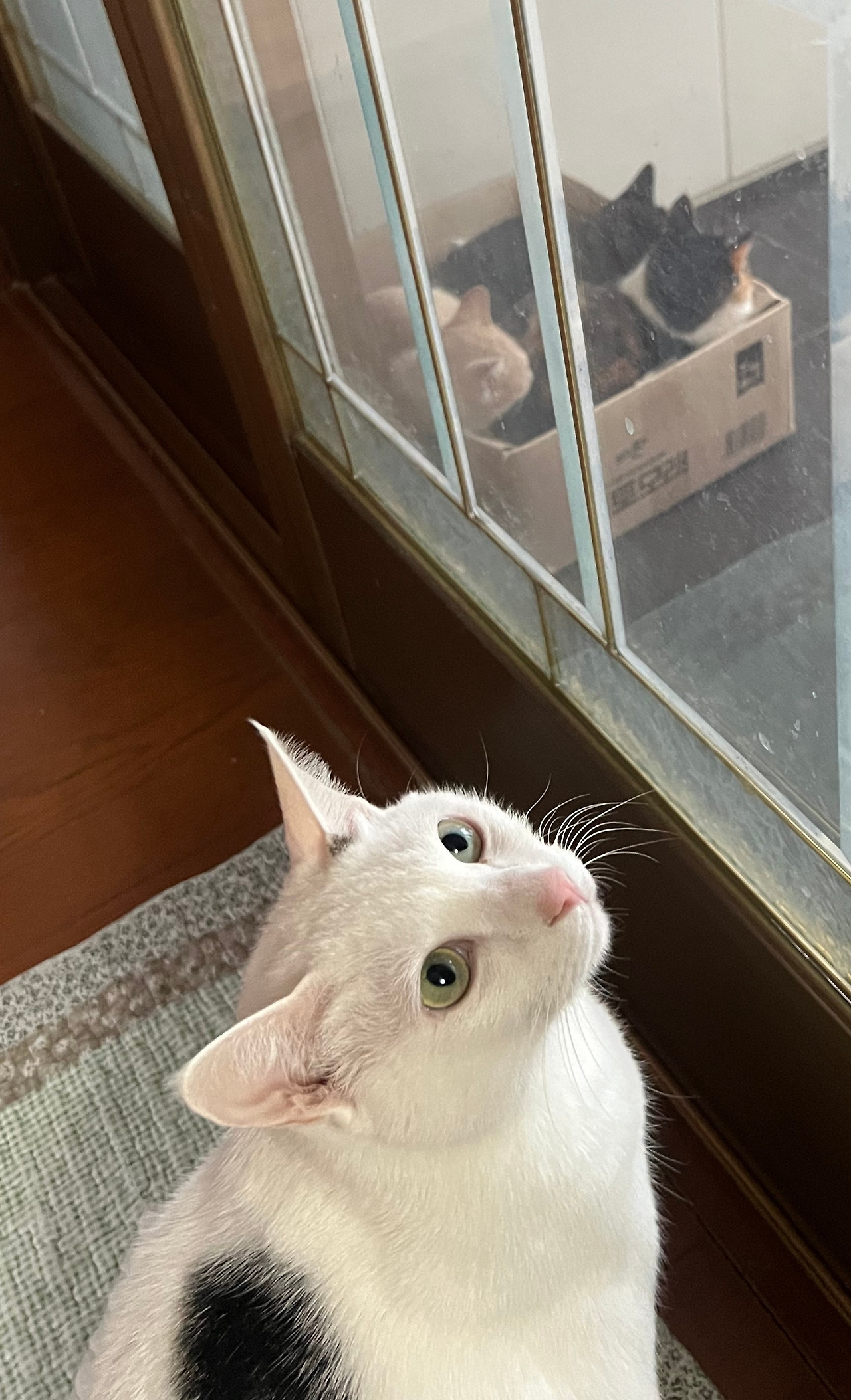 고양이 2 - 자른 사진.jpg