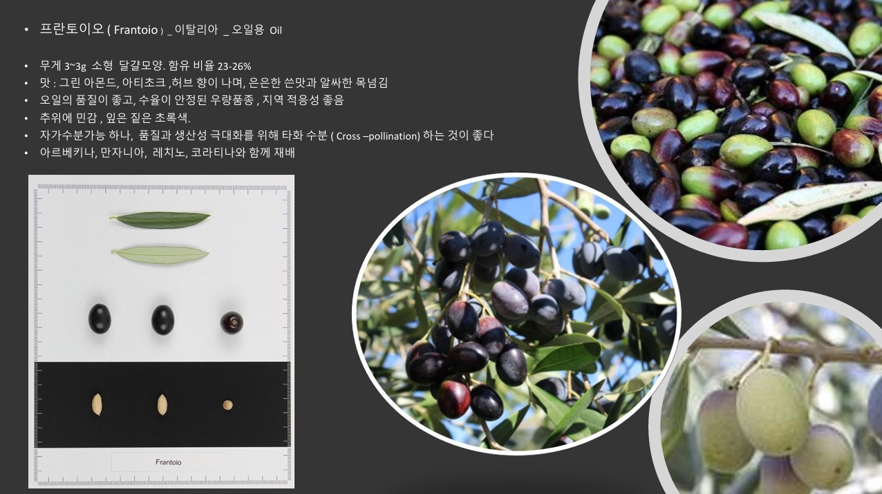 올리브품종-프란토이오.jpg