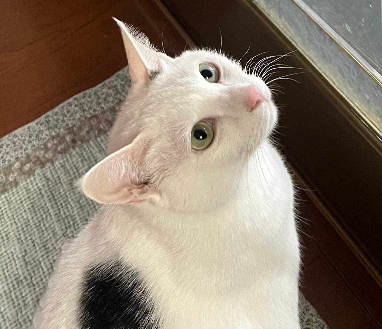 고양이 2 - 자른 사진 혼자.jpg