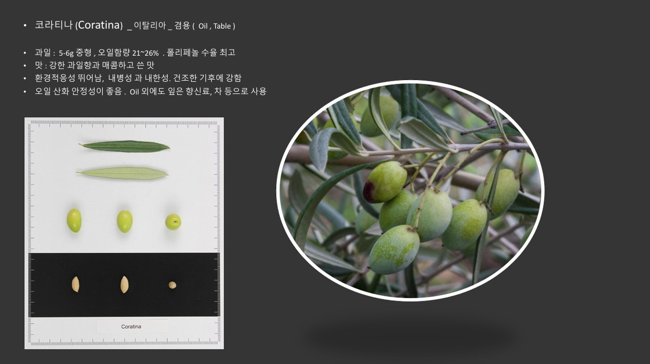 올리브품종-코라티나.jpg