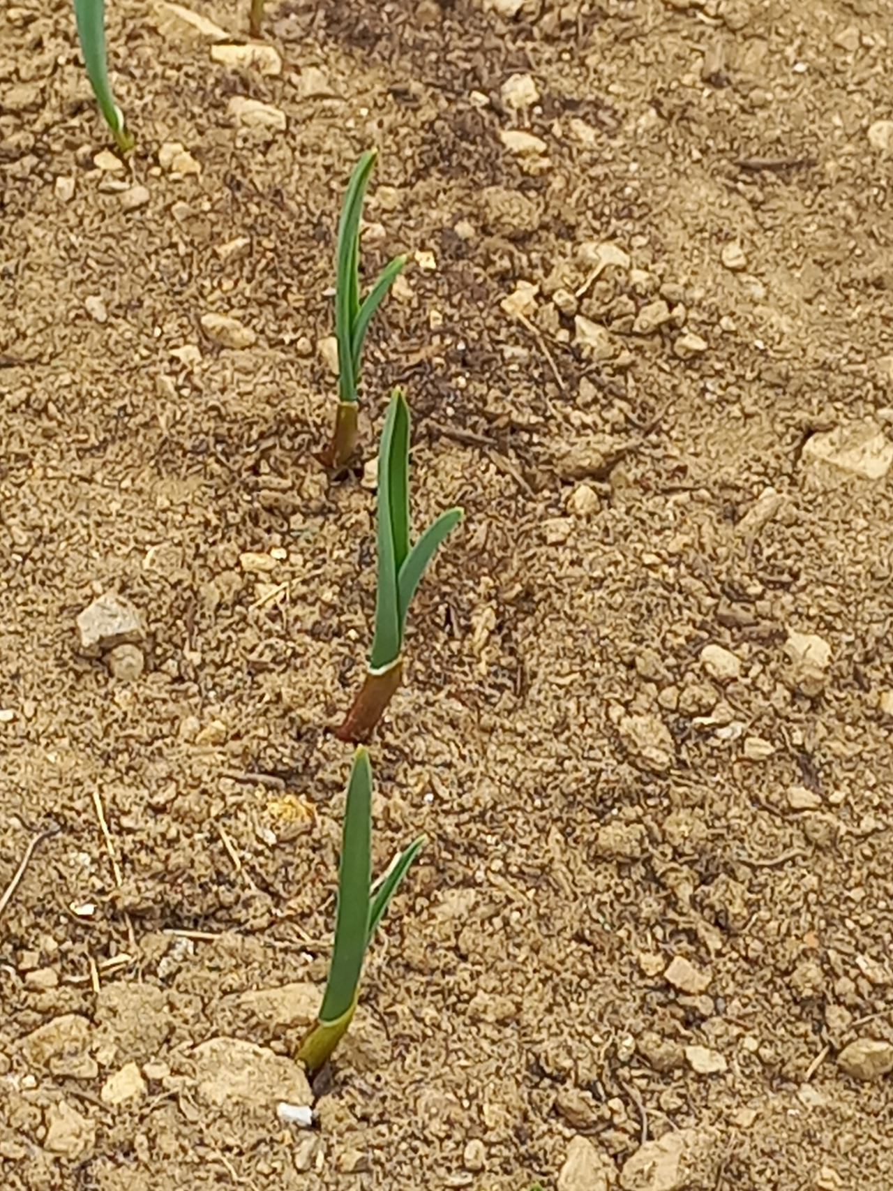 2025 마늘 새싹.jpg