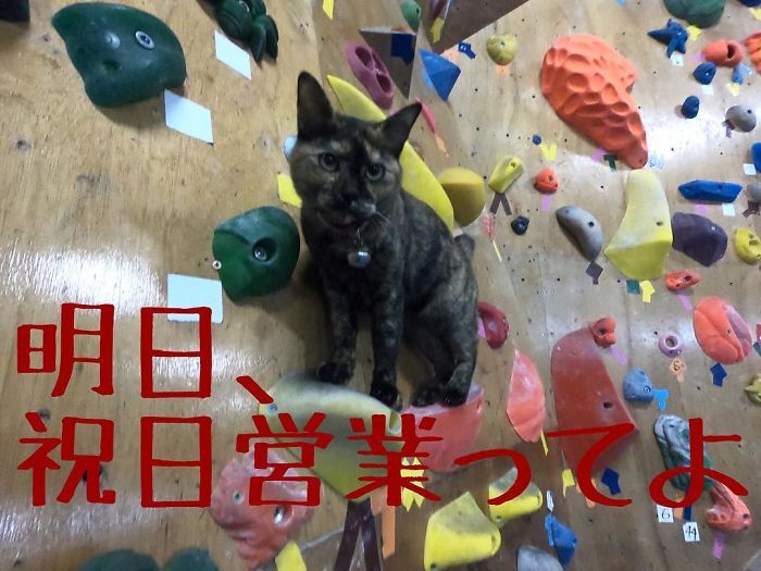 cat-climbing-up-rock-walls-gym-2-5f6c4f8fc7e9a__700.jpg