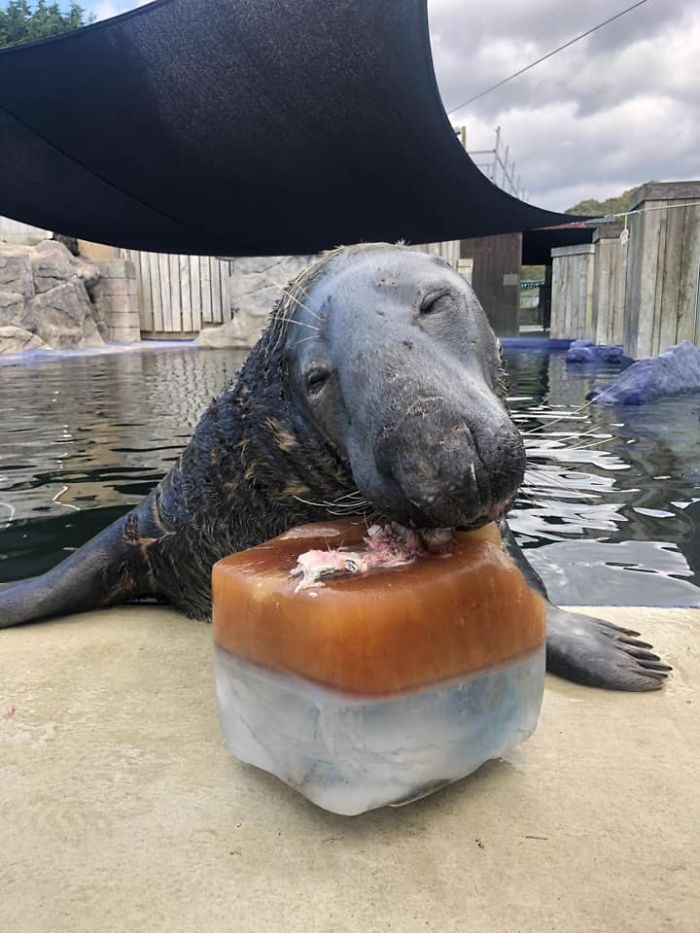 seal-birthday-ice-cake5-5f7ad2dc79b53__700.jpg