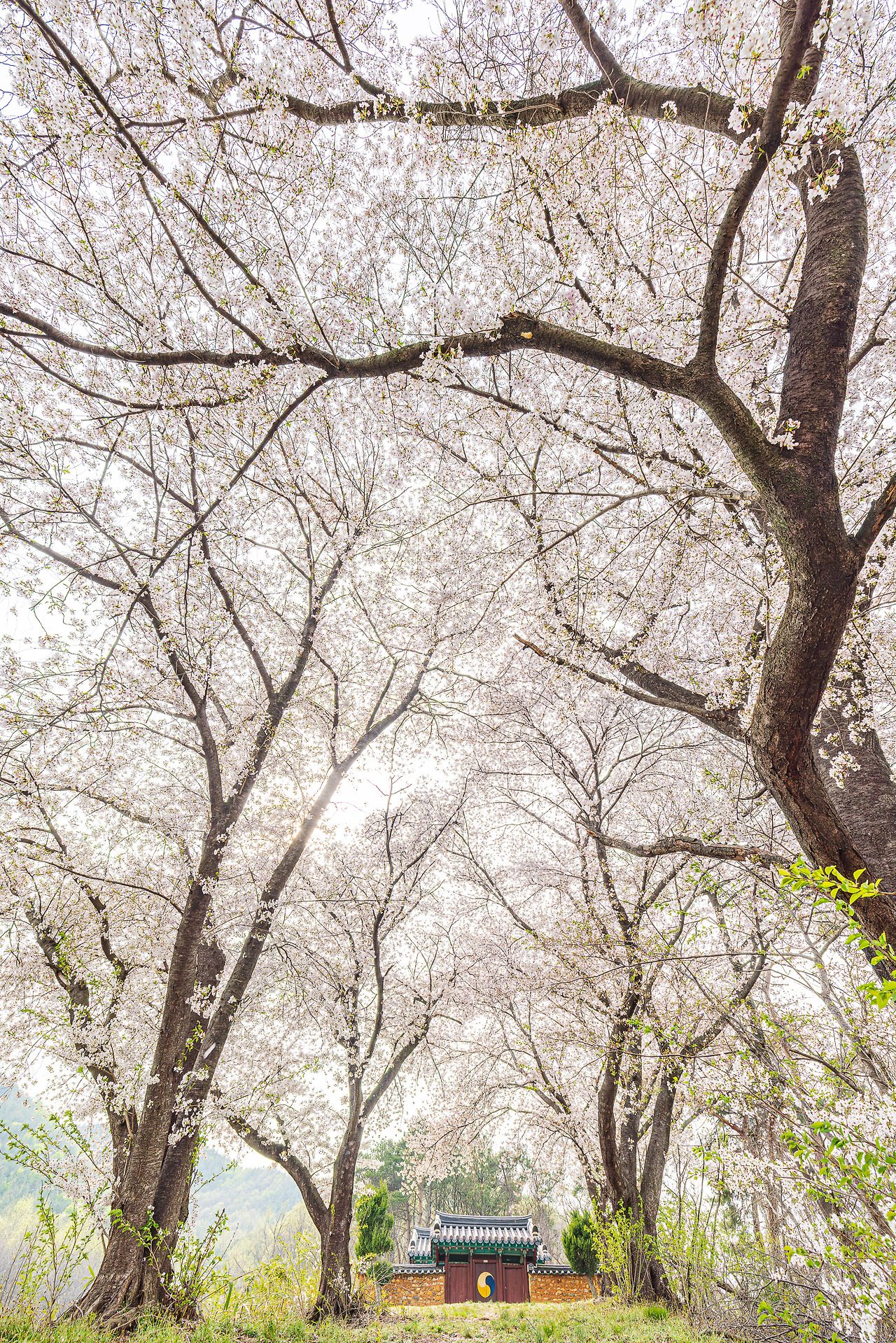 _B6A5808-향상됨-노이즈 감소.jpg