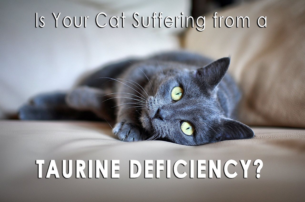 taurine-deficiency_black-cat_sofa.jpg