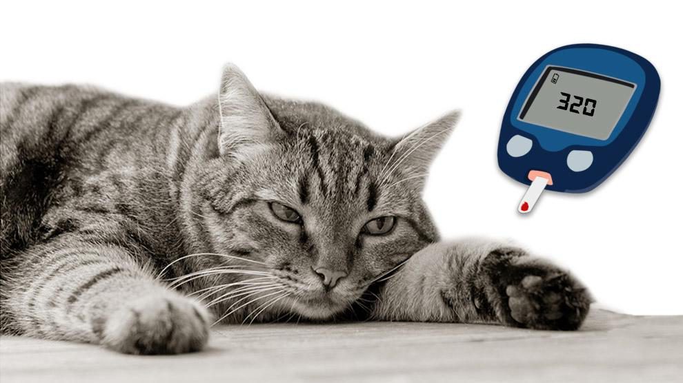hyperglycemia-in-cats-1.jpg