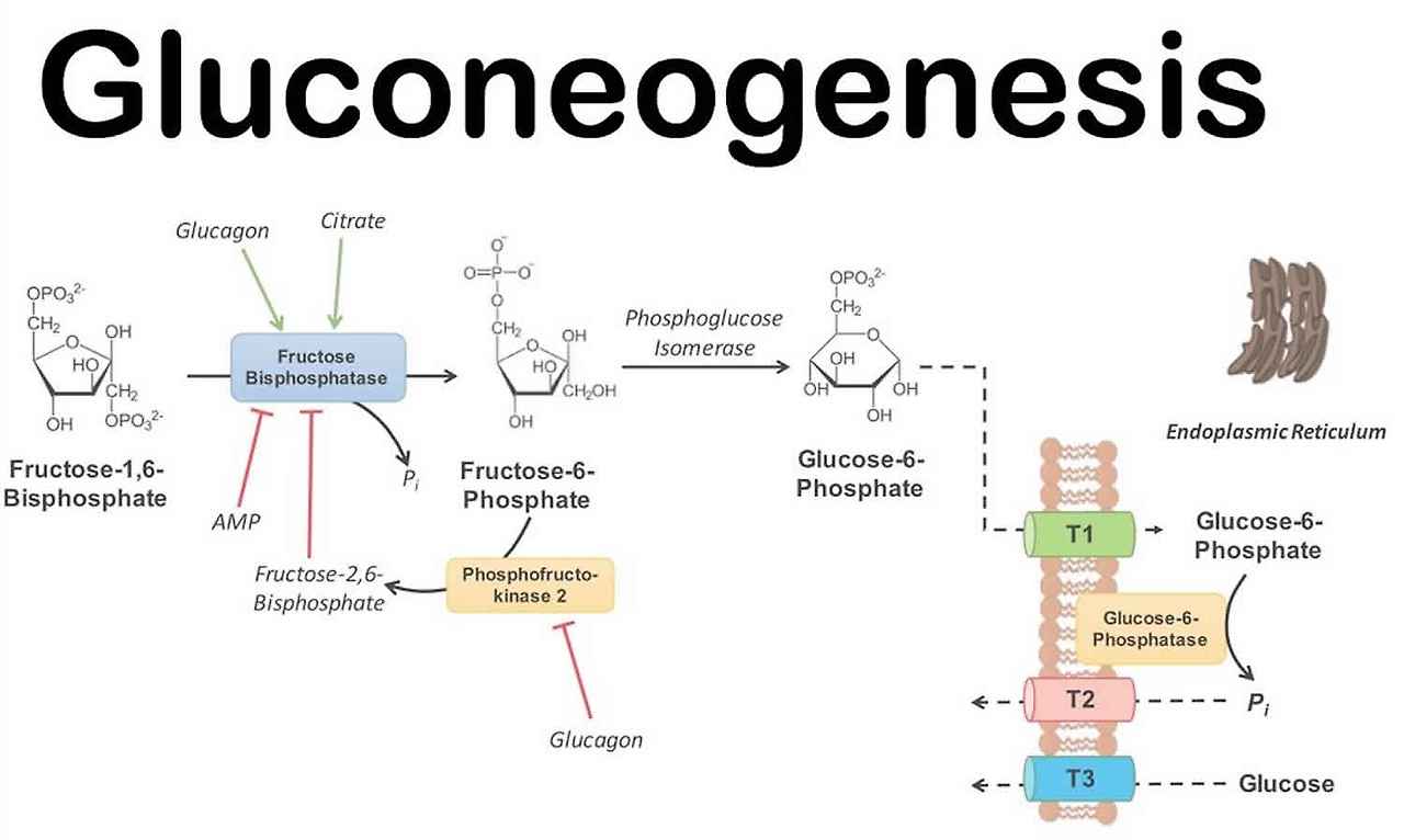 gluconeogenesis.jpg