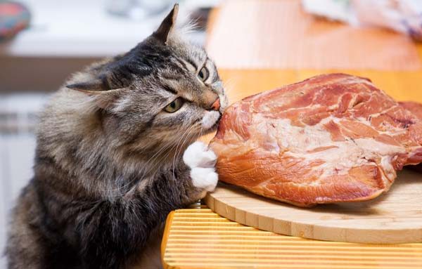 cat_eating_table_meat.jpg