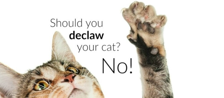 Declaw-Litter-Robot-Blog-760x335.jpg