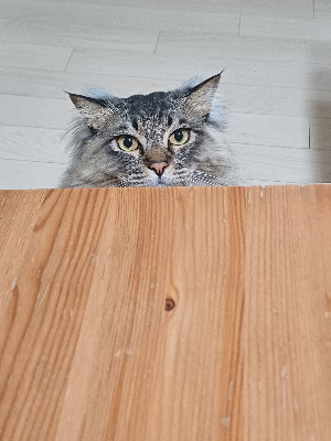 온라인 카지노 게임