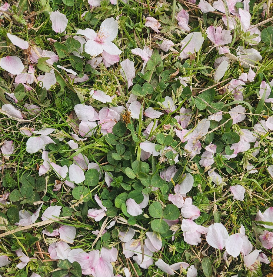 SE-bdfc9093-ee26-485a-aa6d-695fdcc5617b (1).jpg