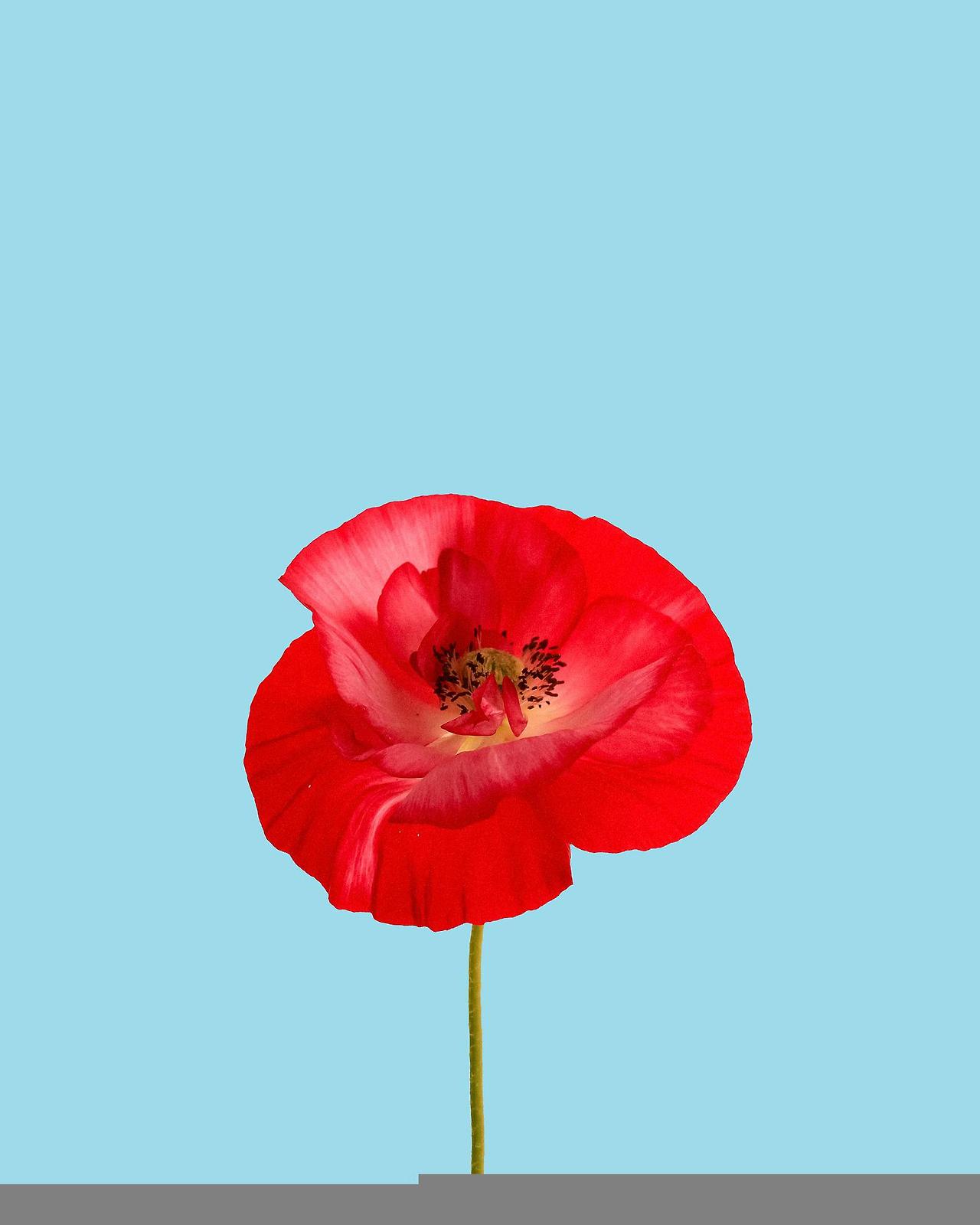 red-poppy-gdec5069fb_1920.jpg