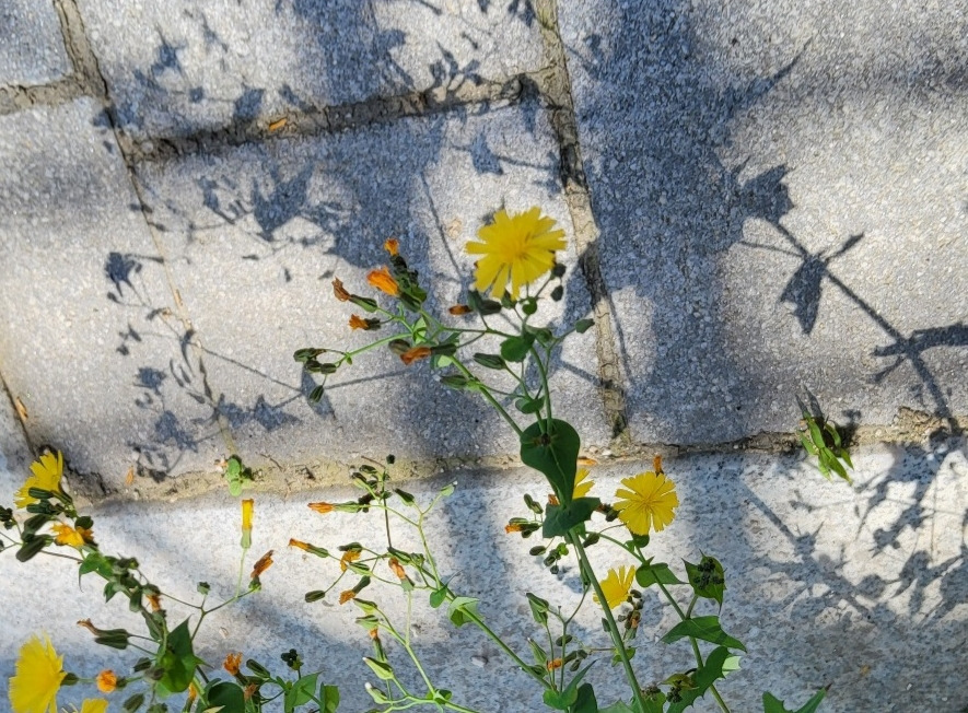 부치지 못한 편지-그림자.jpg