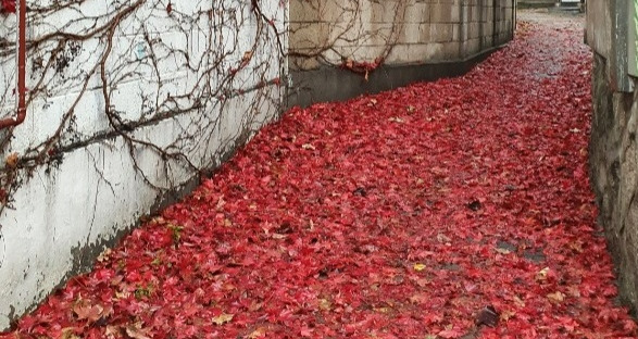 늙은 초록의 잔해.jpg