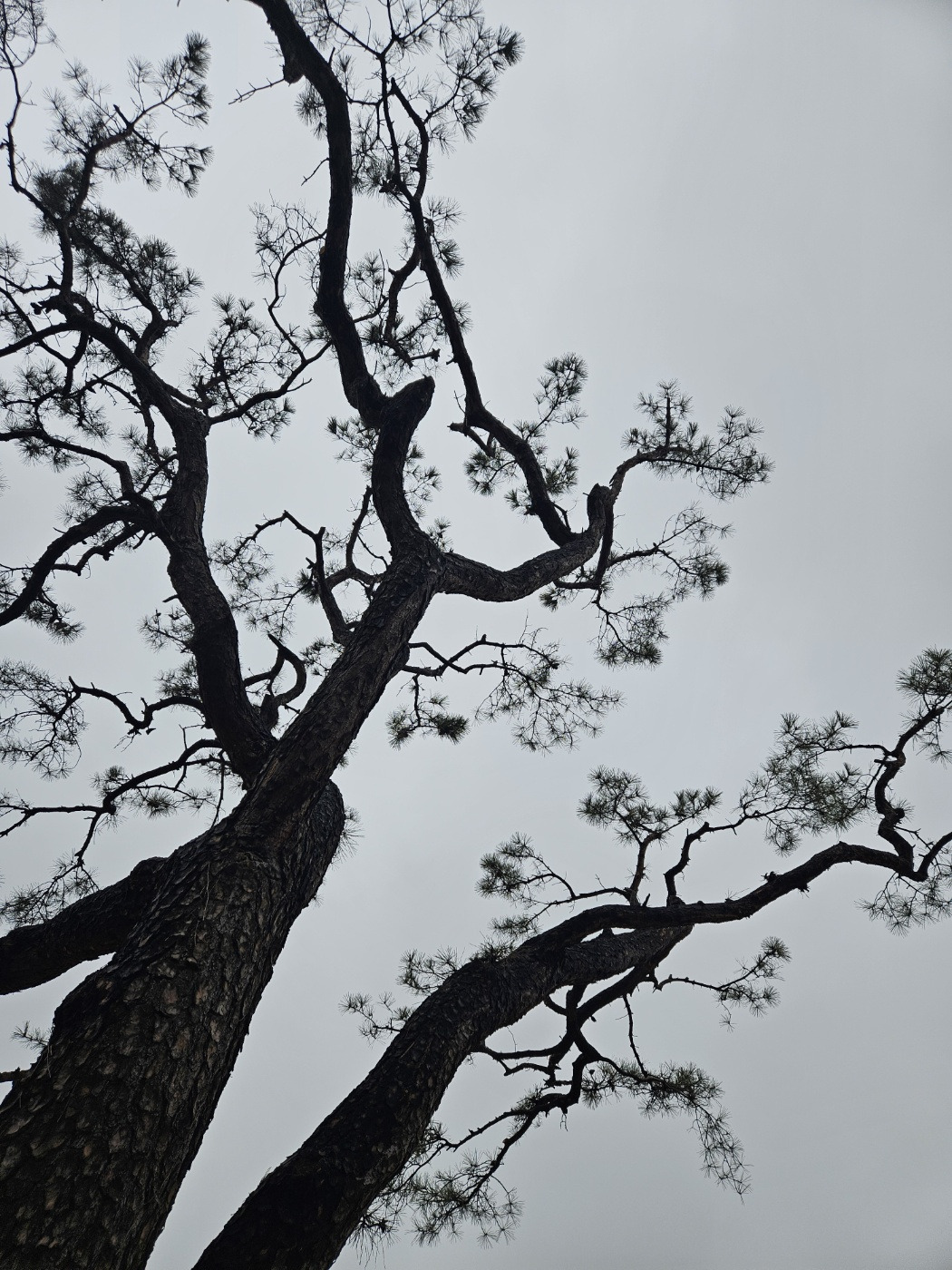 송선비의 유혹-2.jpg