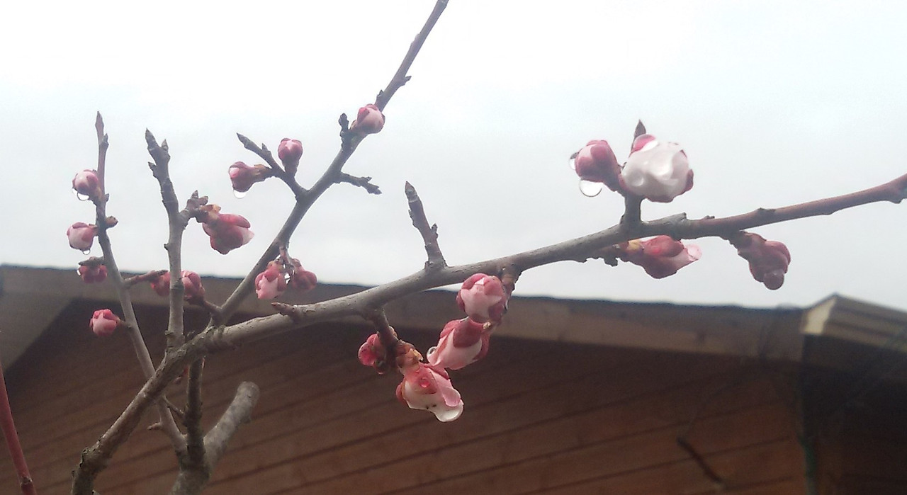 홍매-사진 원본.jpg