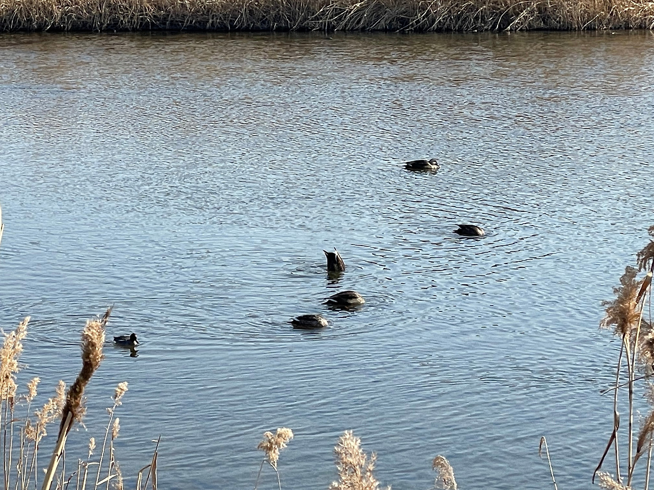 79호 갑천 사진.jpg