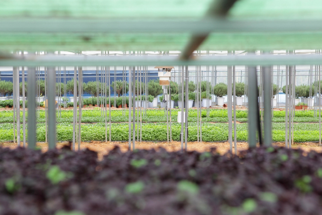 팜에이트 특수채소재배.jpg