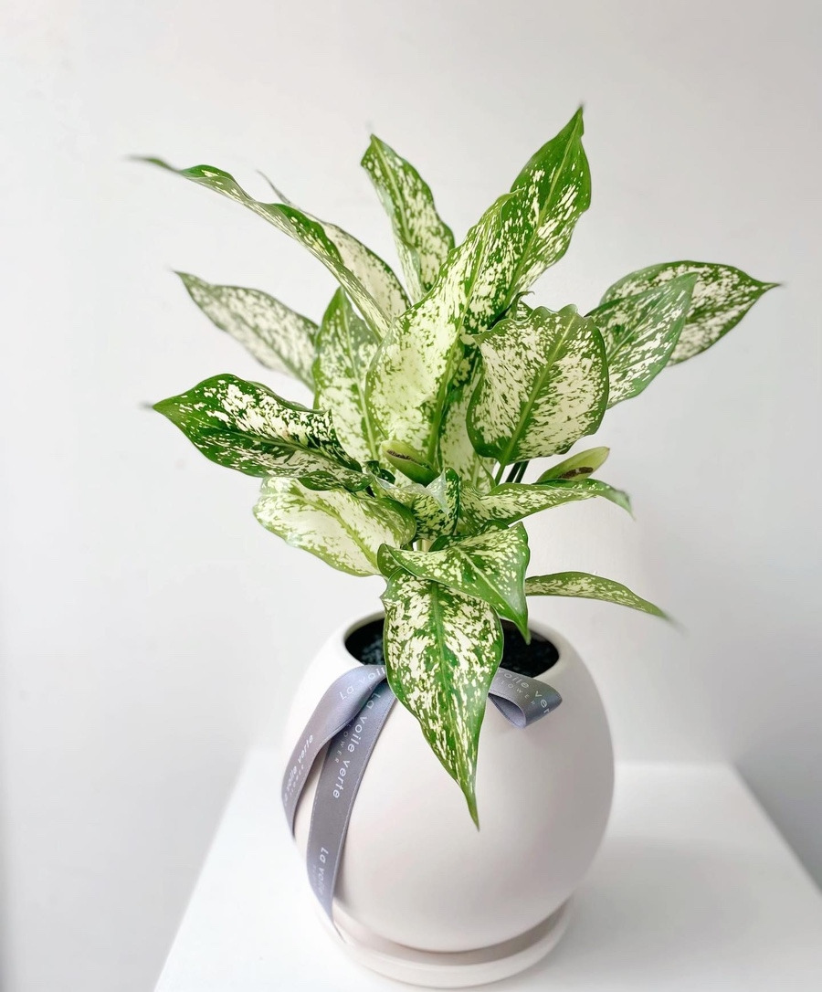 라보일베르떼 인천꽃집라보일베르떼님 (8).jpg