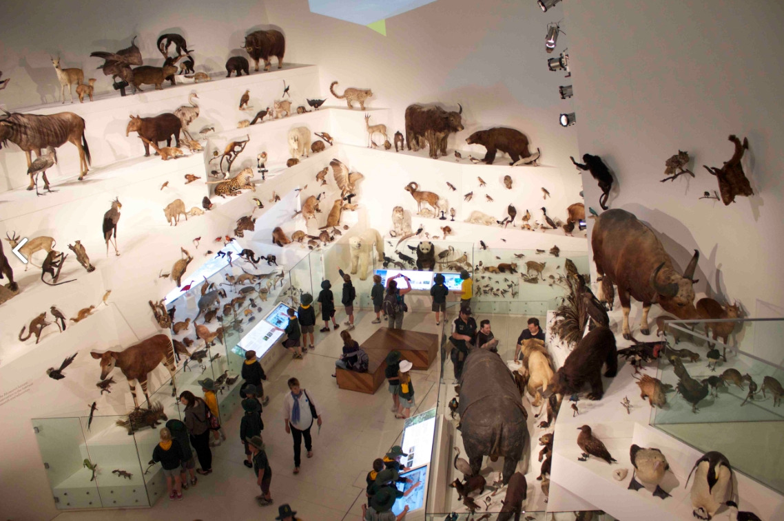 melbourne museum(2).jpg