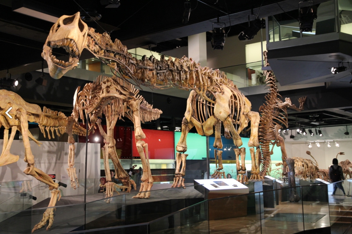 melbourne museum.jpg