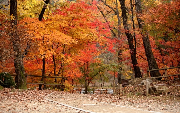 트래블아이 가을.jpg