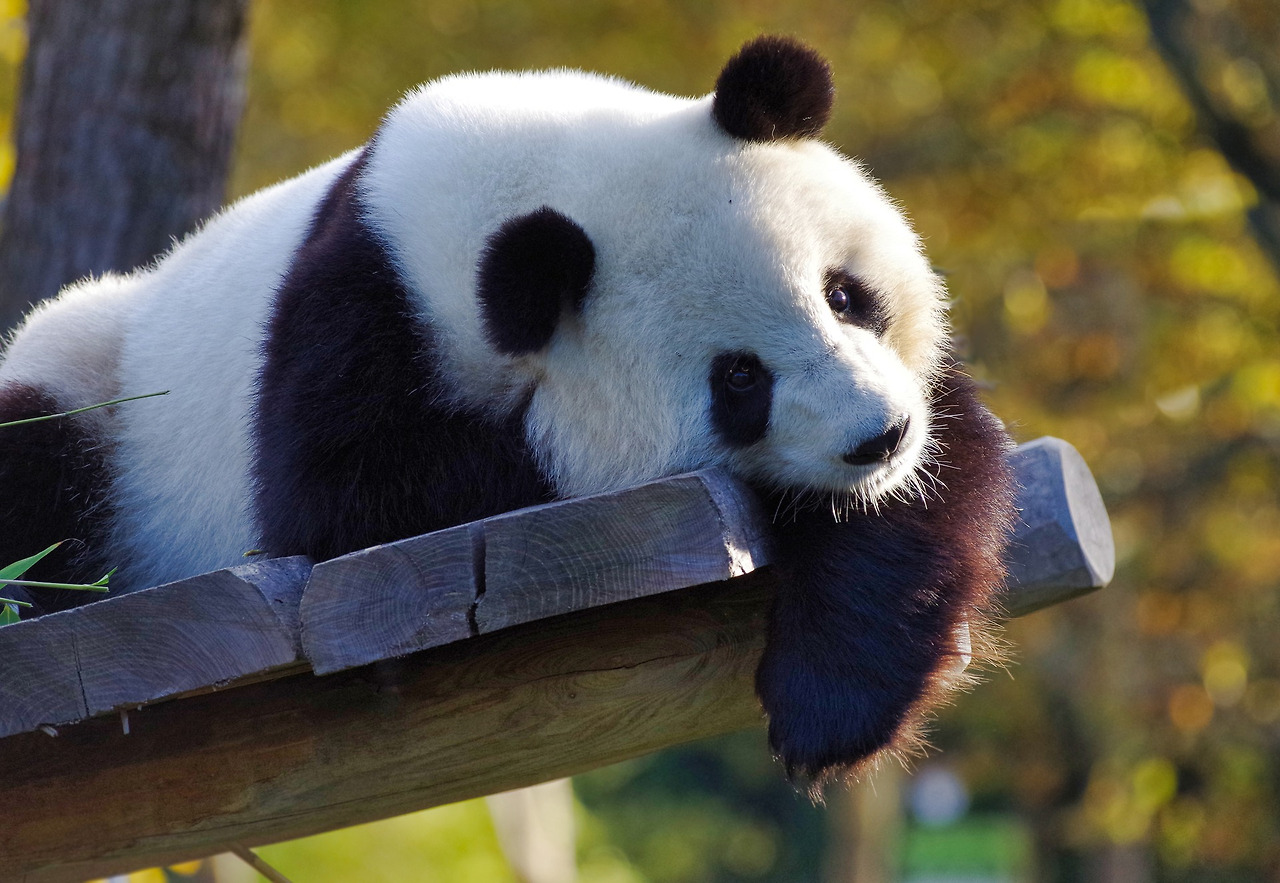 panda-3875289_1920.jpg
