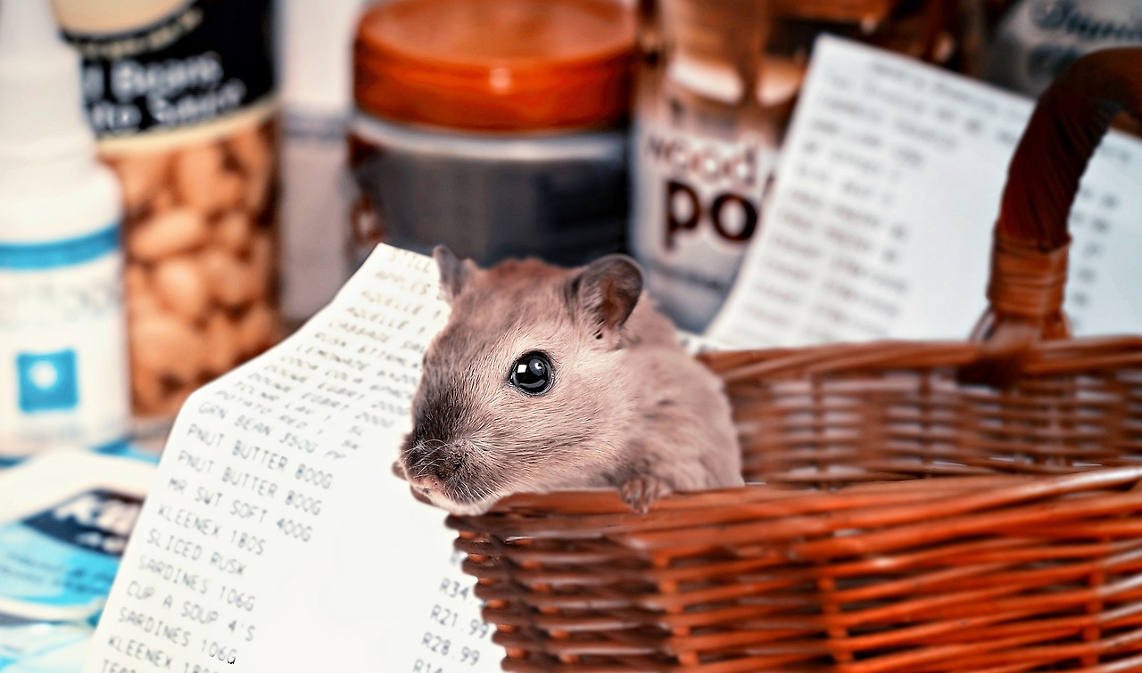 hamster-shopping-4940922_1920.jpg