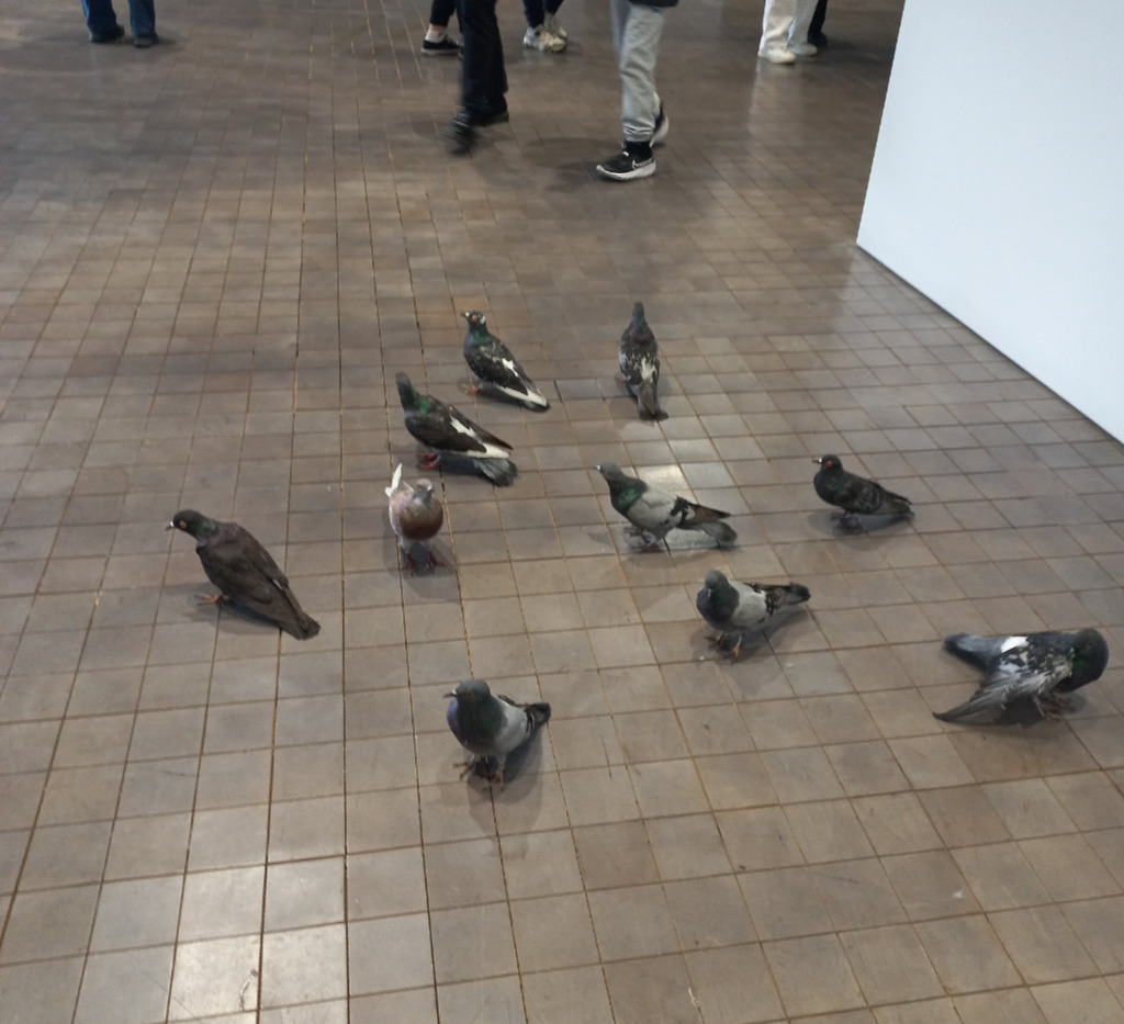 비둘기 카탈란.jpg