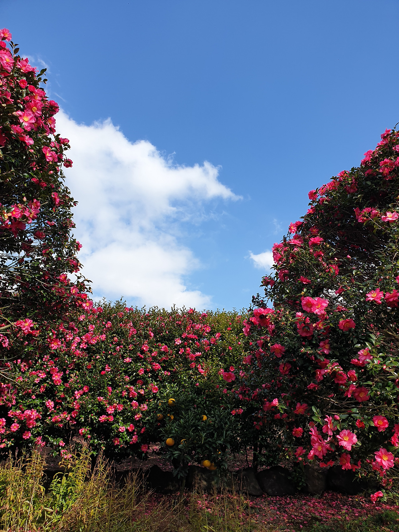 동백포레스트 (6).jpg