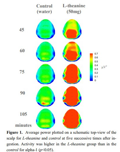 테아닌 논문 그림.jpg