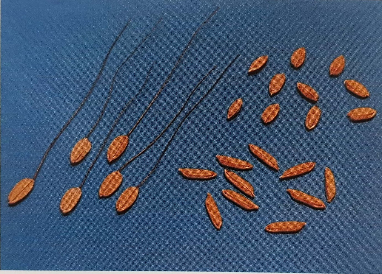 야요이 자포나카 인디카(2).jpg