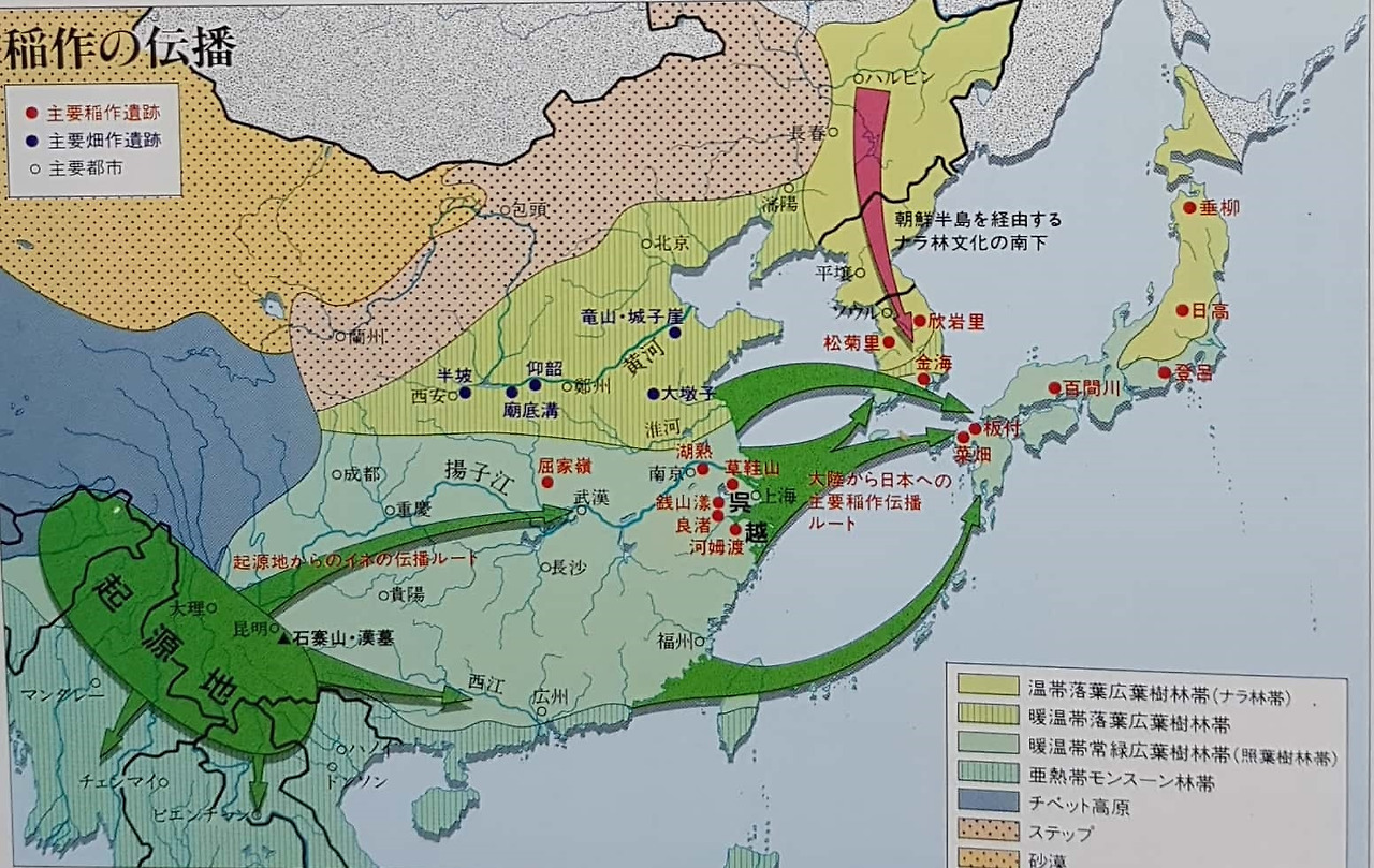 도작 전파로.jpg