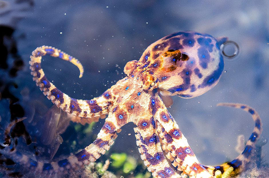 Hapalochlaena maculosa.jpg