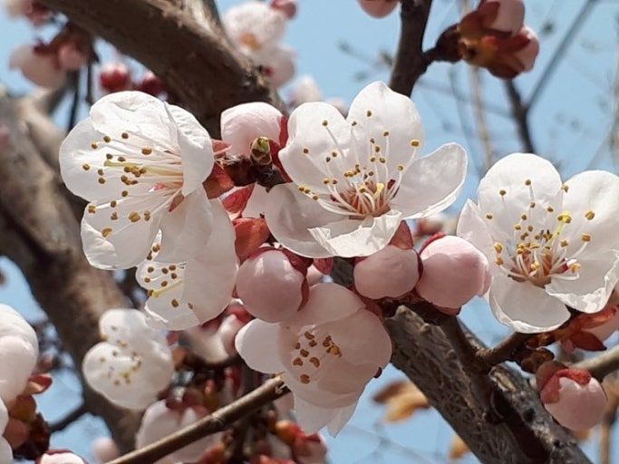 살구꽃 최종.jpg