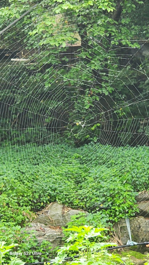 거미줄.jpg
