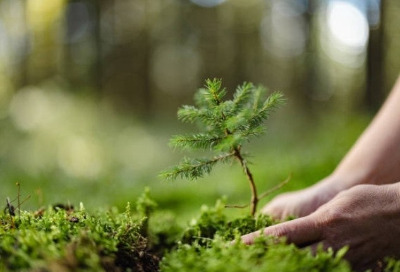 소나무 감성.jpg