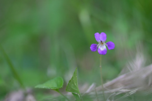 홀로 제비꽃.jpg