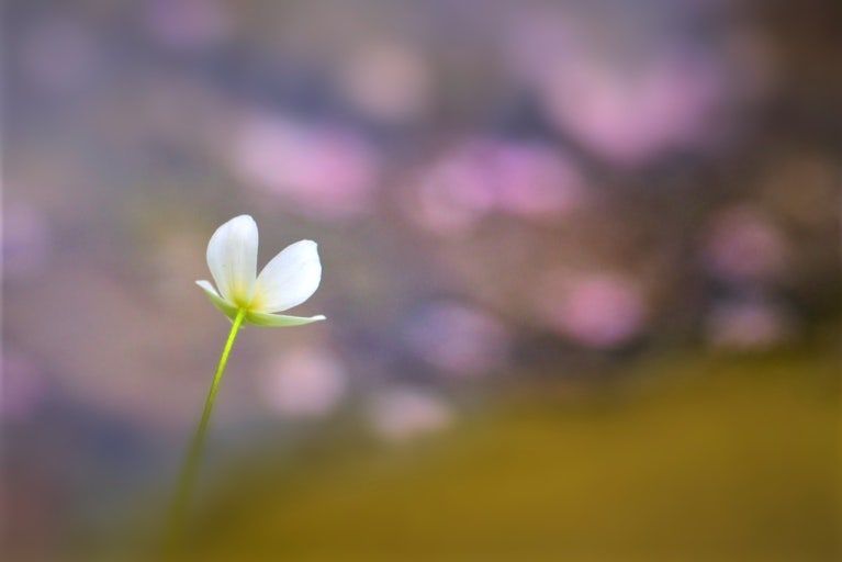 봄날은 간다1.jpg