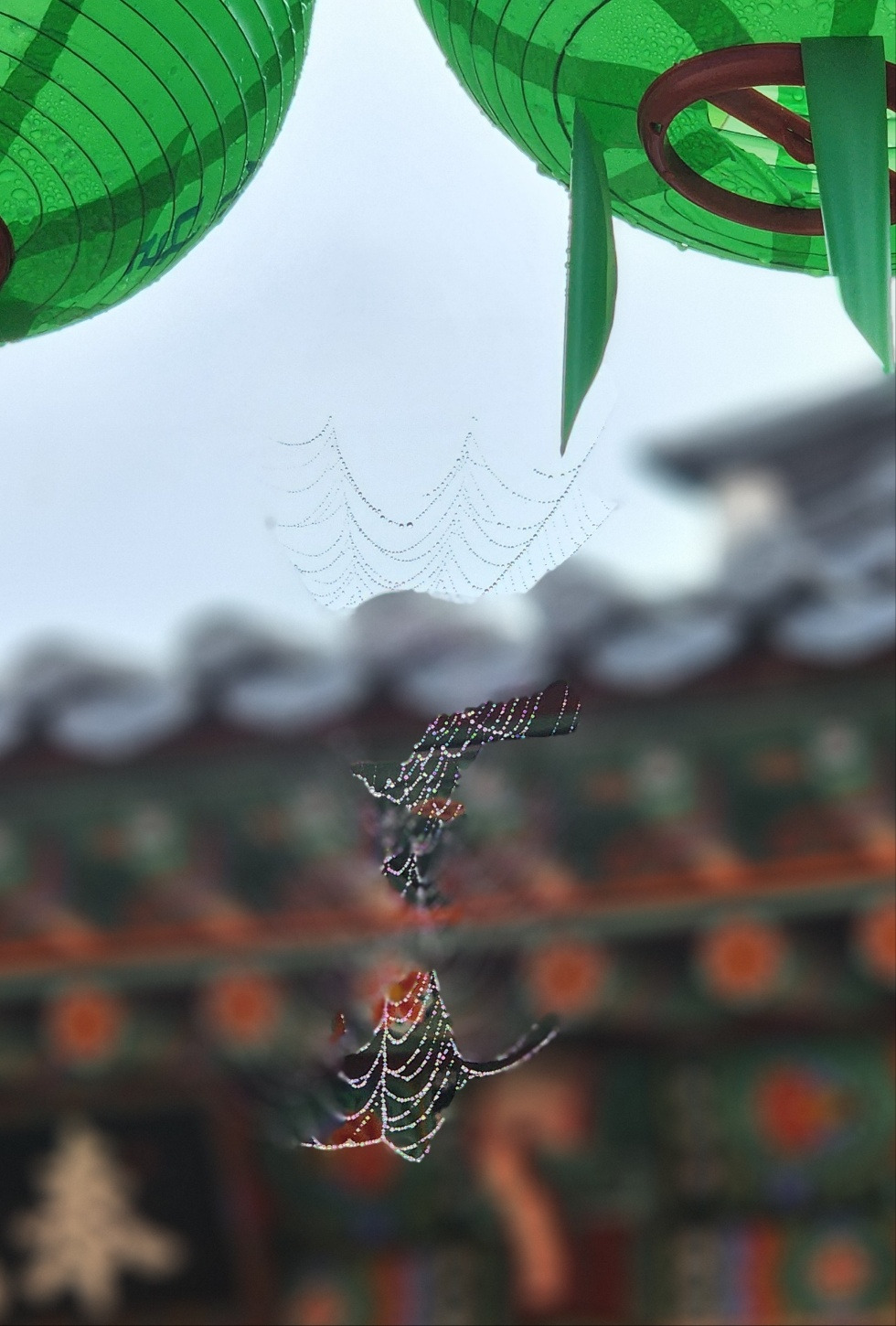 거미줄.jpg