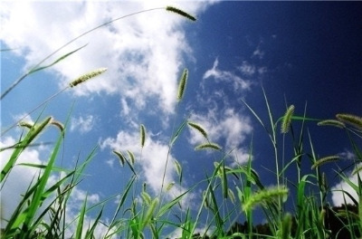 푸른하늘 풀.jpg