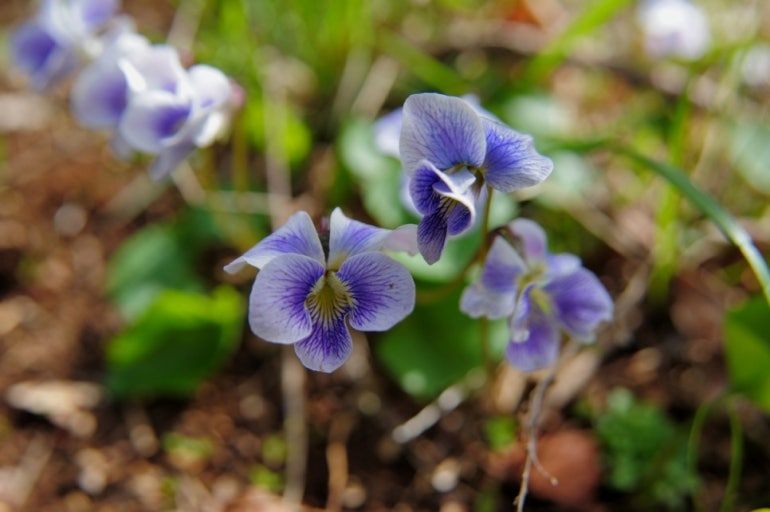 이것도 제비꽃.jpg