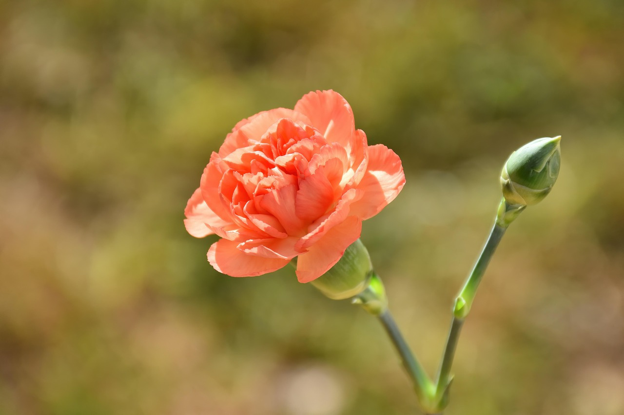 carnation-7754169_1280.jpg