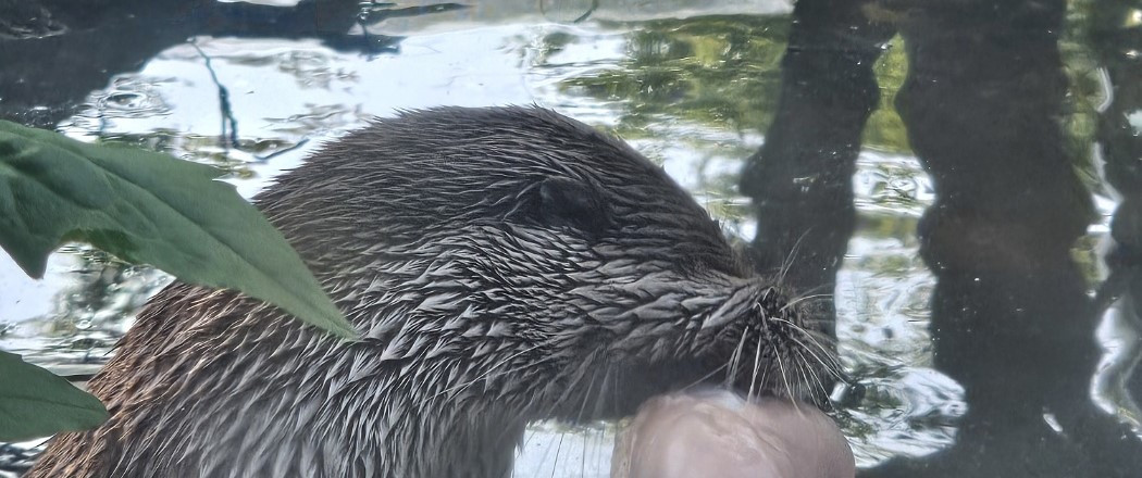 수달12.jpg